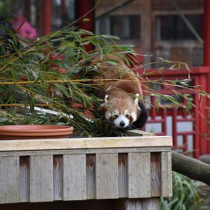 Red panda