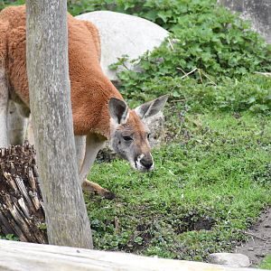 Red kangaroo