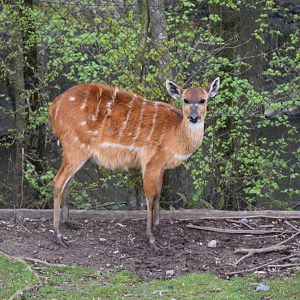 Sitatunga