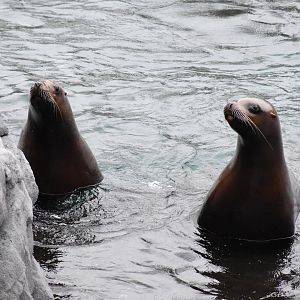 Steller sea lion