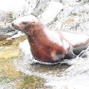 Steller sea lion