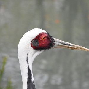 White-naped crane