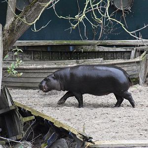 Pygmyhippo