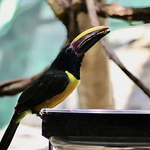 Green Aracari (Pteroglossus viridis)