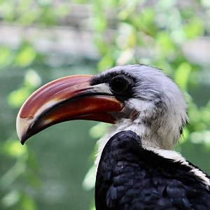 Von der Decken's Hornbill (Tockus deckeni)