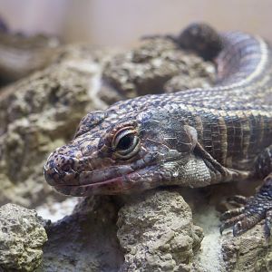 Giant Plated Lizard (Matobosaurus validus)