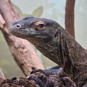 Komodo Dragon (Varanus komodoensis)
