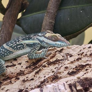 Smallwood's Anole (Anolis smallwoodi)