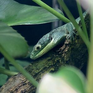 Mexican Alligator Lizard (Abronia graminea)
