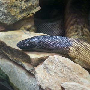 Black-Headed Python (Aspidites melanocephalus)