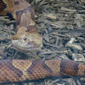 Eastern Copperhead (Agkistrodon contortrix)