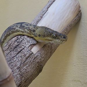 Timor Python (Malayopython timoriensis)