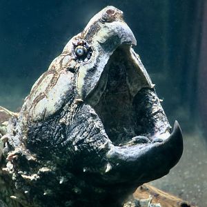 Alligator Snapping Turtle (Macrochelys temminckii)