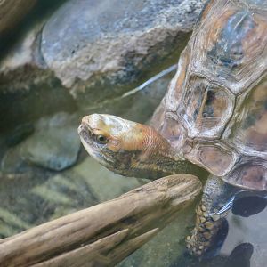 Bourret’s Box Turtle (Cuora bourreti)