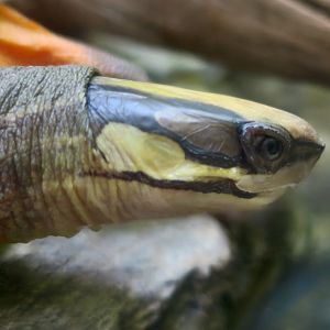Golden Coin Turtle (Cuora trifasciata)