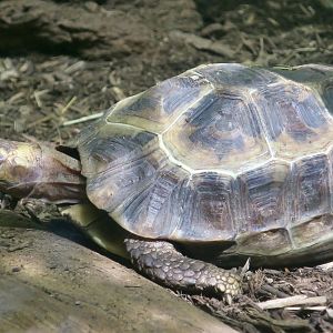 Home's Hingeback Tortoise (Kinixys homeana)