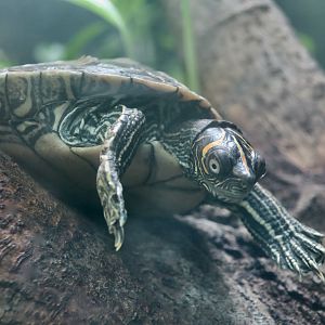 Mississippi Map Turtle (Graptemys pseudogeographica kohni) ?