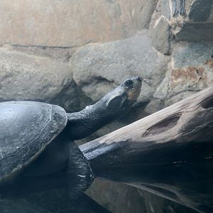 Yellow-Spotted Amazon River Turtle (Podocnemis unifilis)