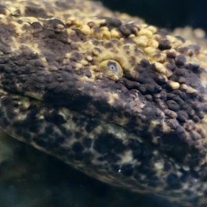 Japanese Giant Salamander (Andrias japonicus)