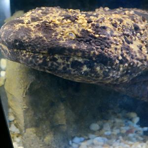 Japanese Giant Salamander (Andrias japonicus)
