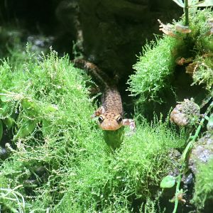Eastern Long-Tailed Salamander (Eurycea longicauda longicauda)