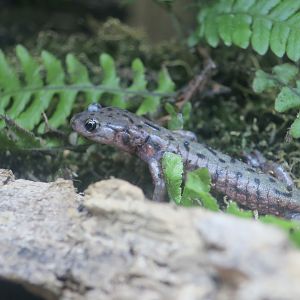 Green Salamander (Aneides aeneus)