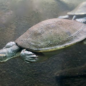 Northern Red-Faced Turtle (Emydura australiae)