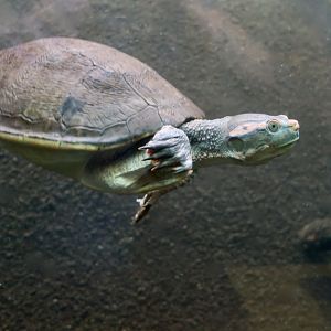 Northern Red-Faced Turtle (Emydura australiae)