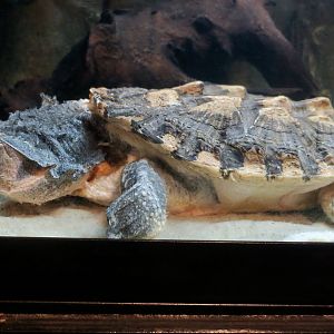 Amazonian Matamata (Chelus fimbriata)