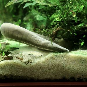 Rio Cauca Caecilian (Typhlonectes natans)