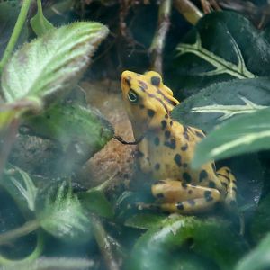 Panamanian Golden Frog (Atelopus zeteki)
