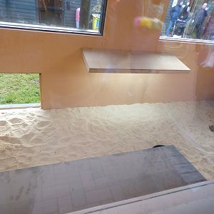 African spurred tortoise indoors 1.1.23