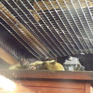 Active kinkajou 1.1.23