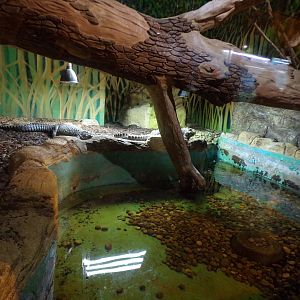 Dwarf crocodile enclosure 1.1.23