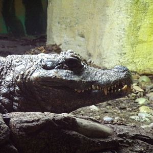 Dwarf crocodile 1.1.23