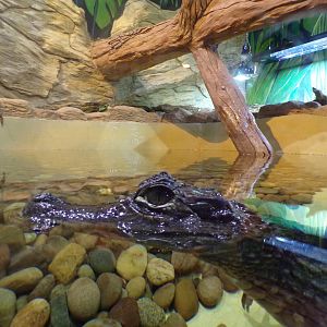 Spectacled caiman 1.1.23