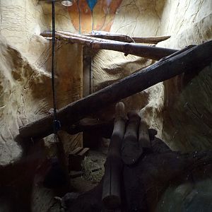 Rhinoceros iguana enclosure 1.1.23