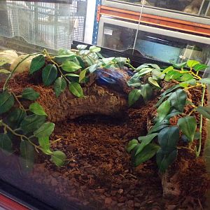 Tarantula enclosure 1.1.23