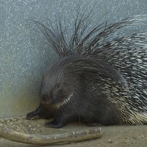 Crested Porcupine