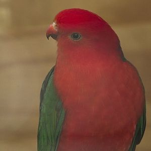 Australian King Parrot