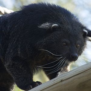 Bindi (The Binturong)