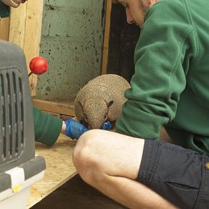Crate training Digby.