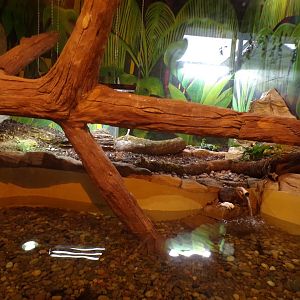 Spectacled caiman enclosure 1.1.23