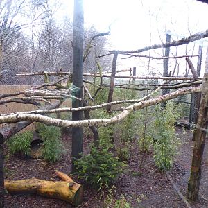 Clouded leopard enclosure 1.1.23