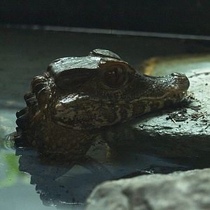 Cuvier's Dwarf Caiman