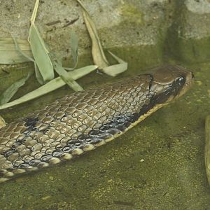 False Water Cobra.