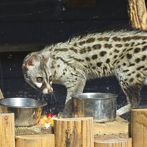 Common Genet.