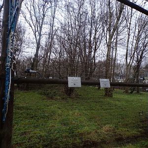 Forested area of Lion enclosure 1.1.23