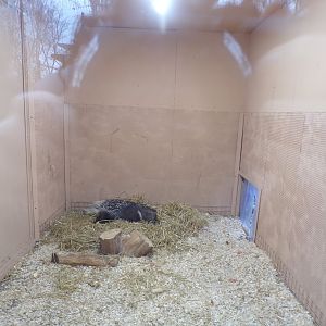 Cape porcupine indoors 1.1.23