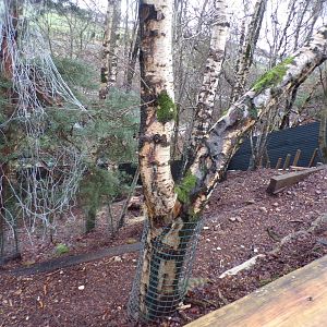 Cape porcupine enclosure 1.1.23